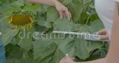 生物学家或农艺师，对向日葵进行测量。